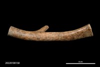 藏品(鹿角器)的圖片